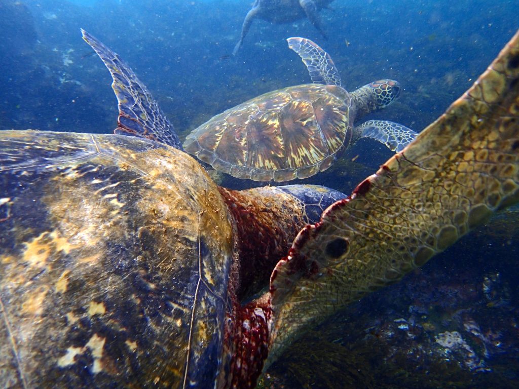 First Prize - Galapagos Sea Turtles.  Nikki Maticic, UMW in the Galapagos Islands, Spring Break 2014.